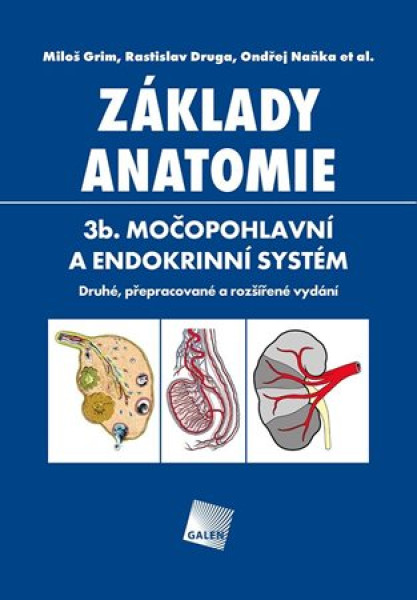 Základy anatomie 3b - močopohlavní a endokrinní systém